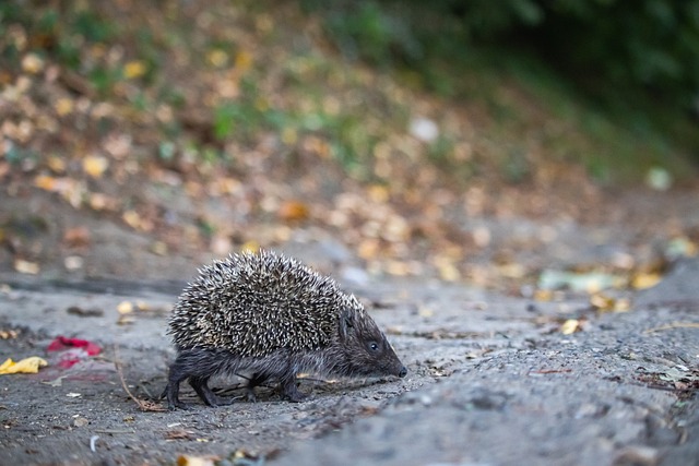 迷都能放心 迷都能放心