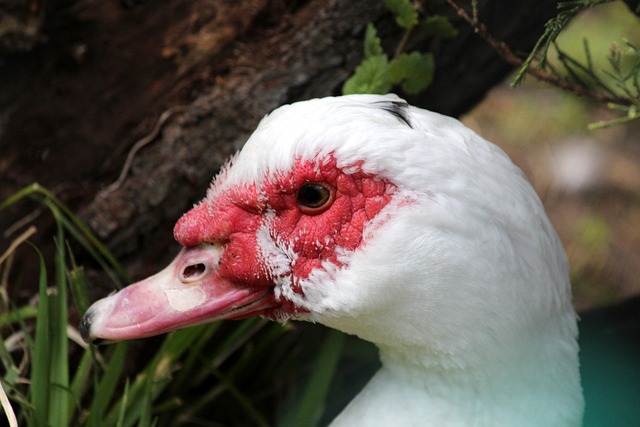 冬季运动的 冬季运动的